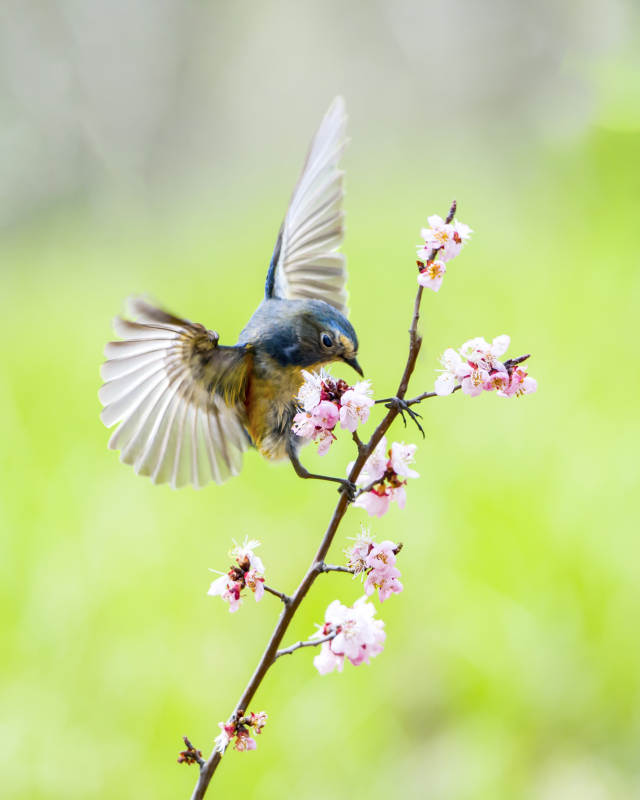 鳥兒與春花共舞