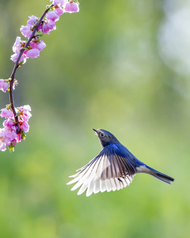 藍鳥與櫻花