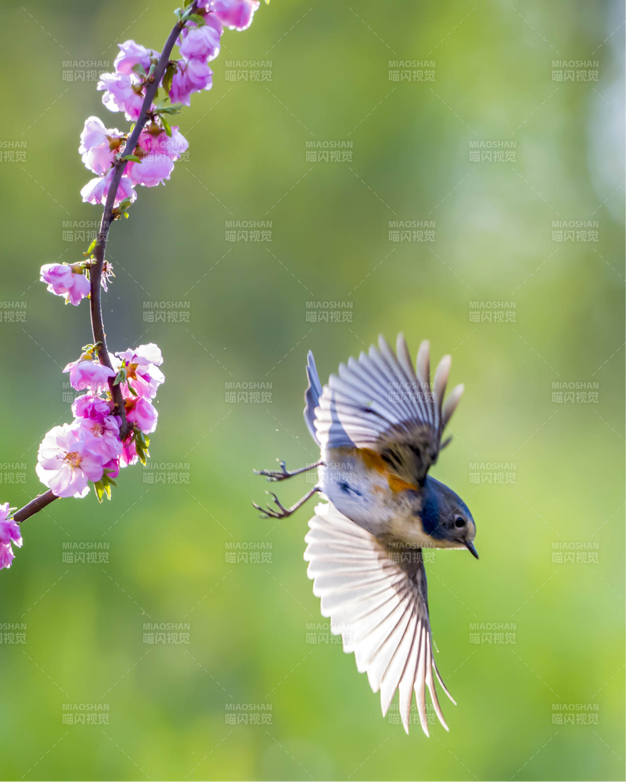 鳥兒與櫻花共舞