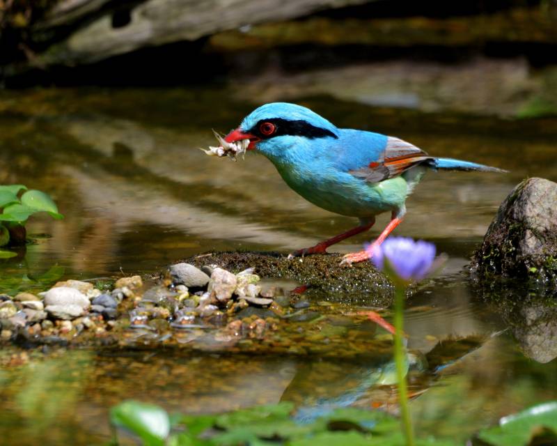 藍鳥覓食