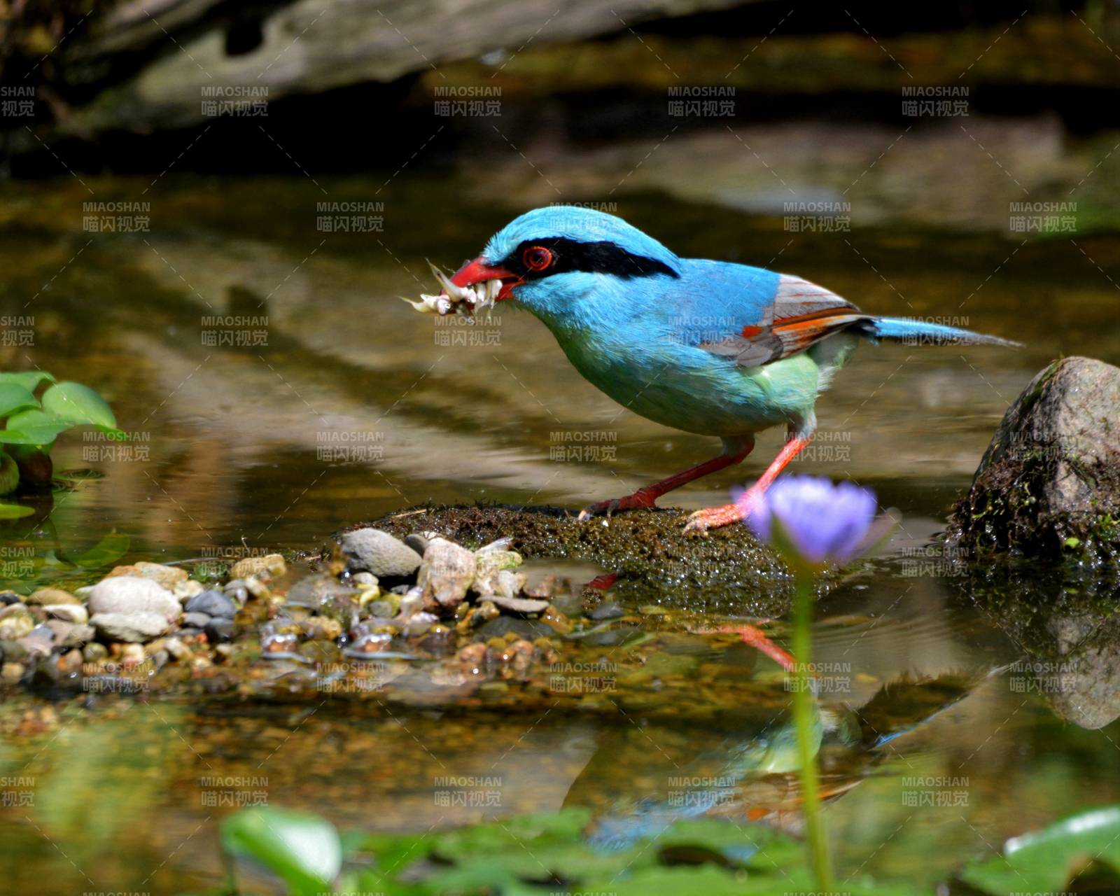藍(lán)鳥覓食