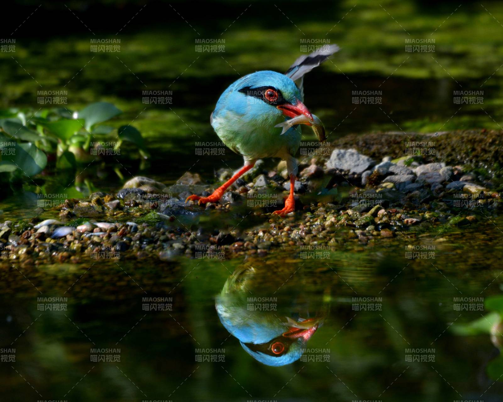 水中倒影的藍色小鳥