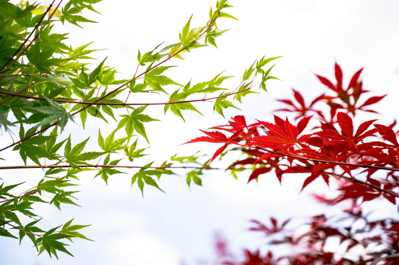 秋日紅綠楓葉對比