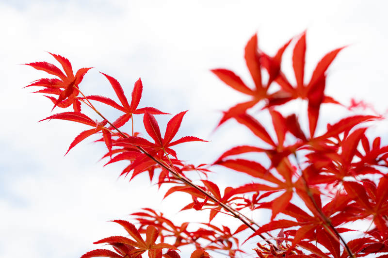 紅楓映天