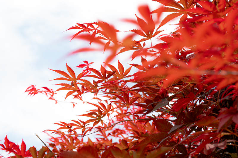 秋日紅葉映藍天