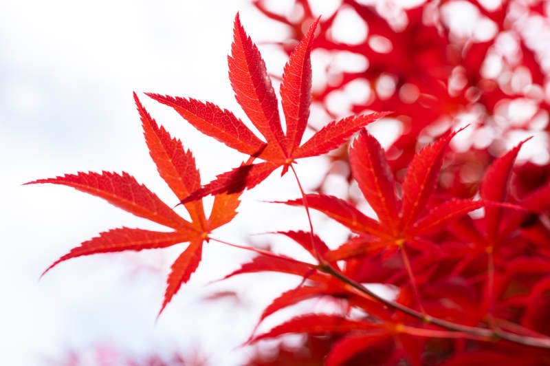 紅楓葉
