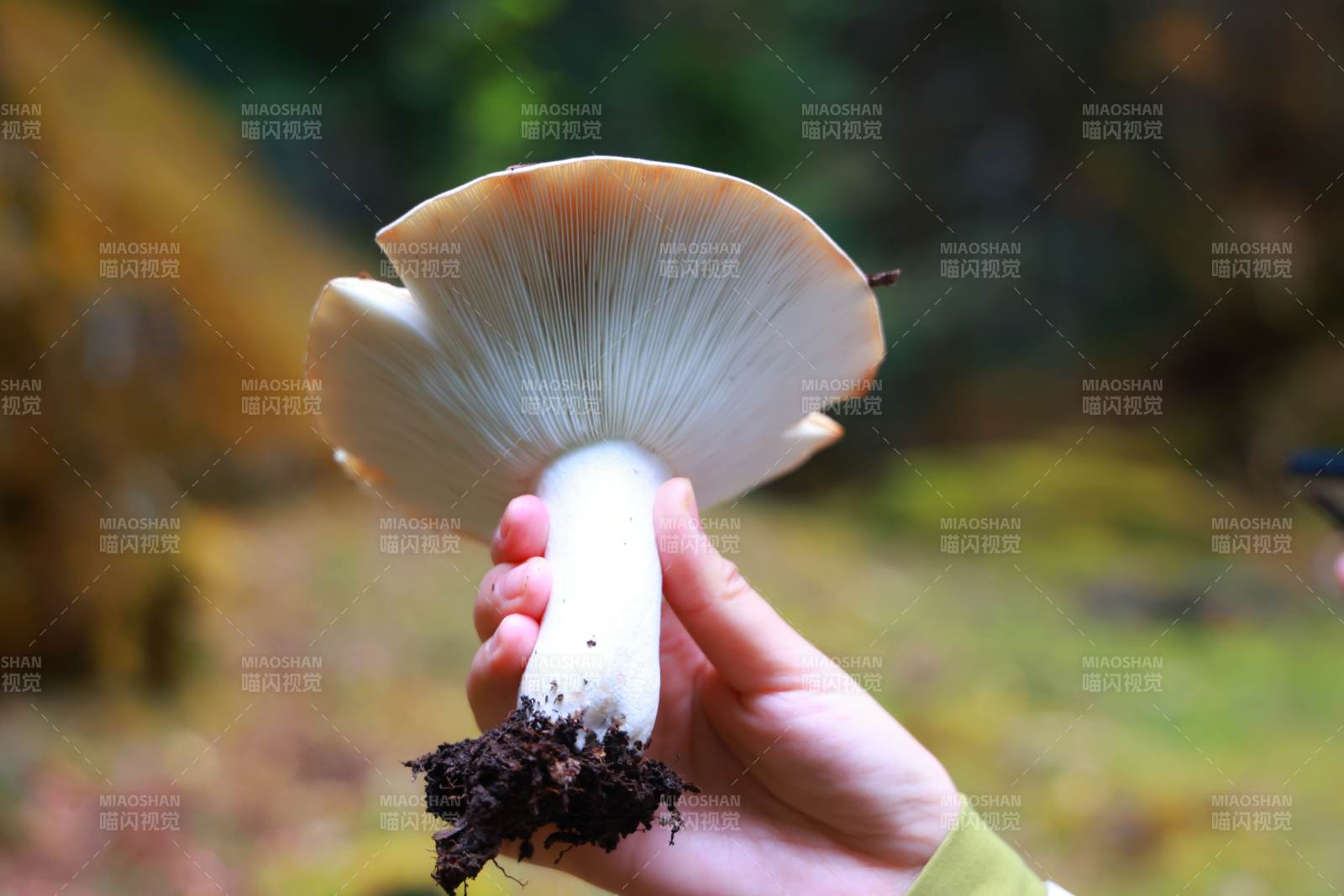 手握森林蘑菇