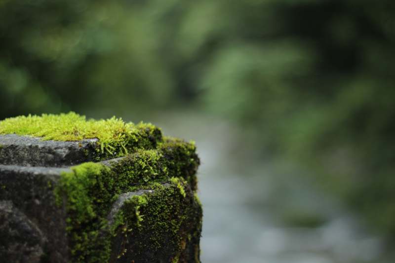 青苔石階