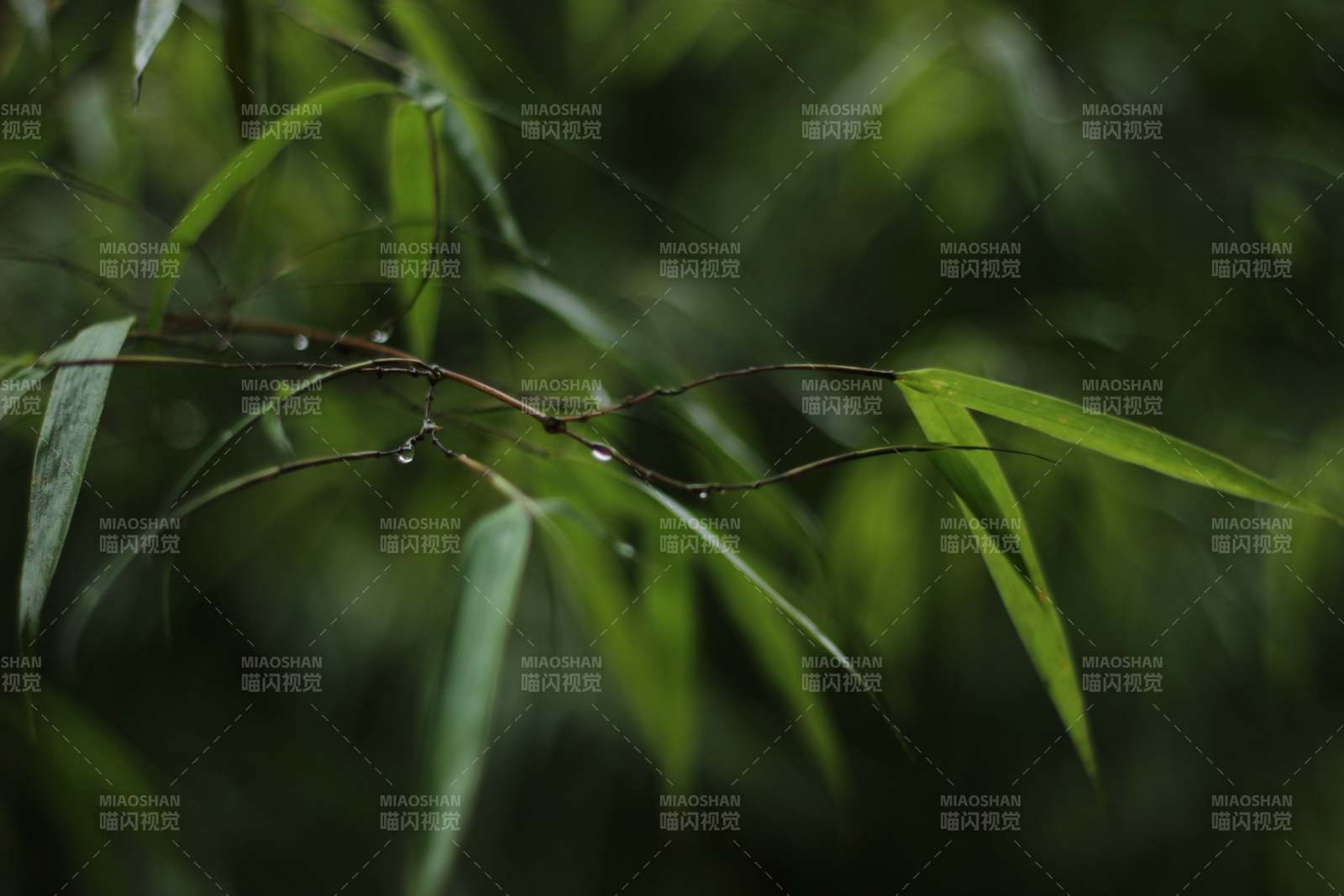 竹葉上的雨滴