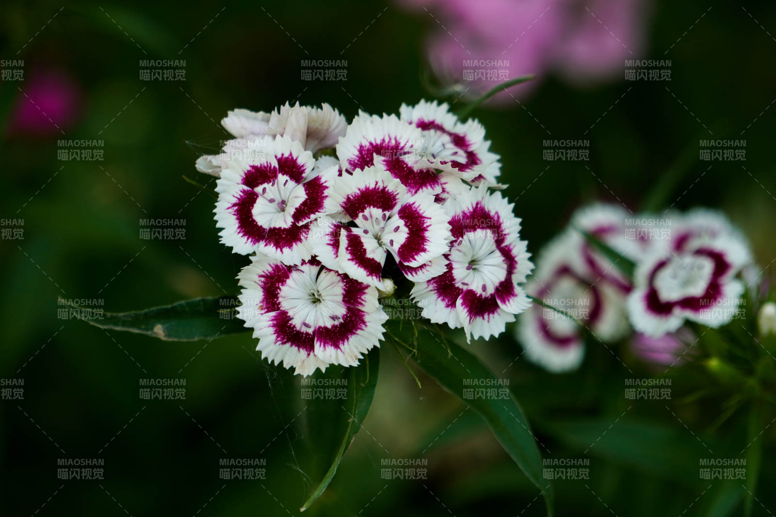石竹花的美麗瞬間