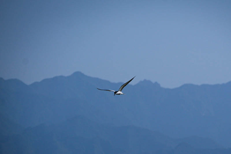 孤鳥翱翔山巒間