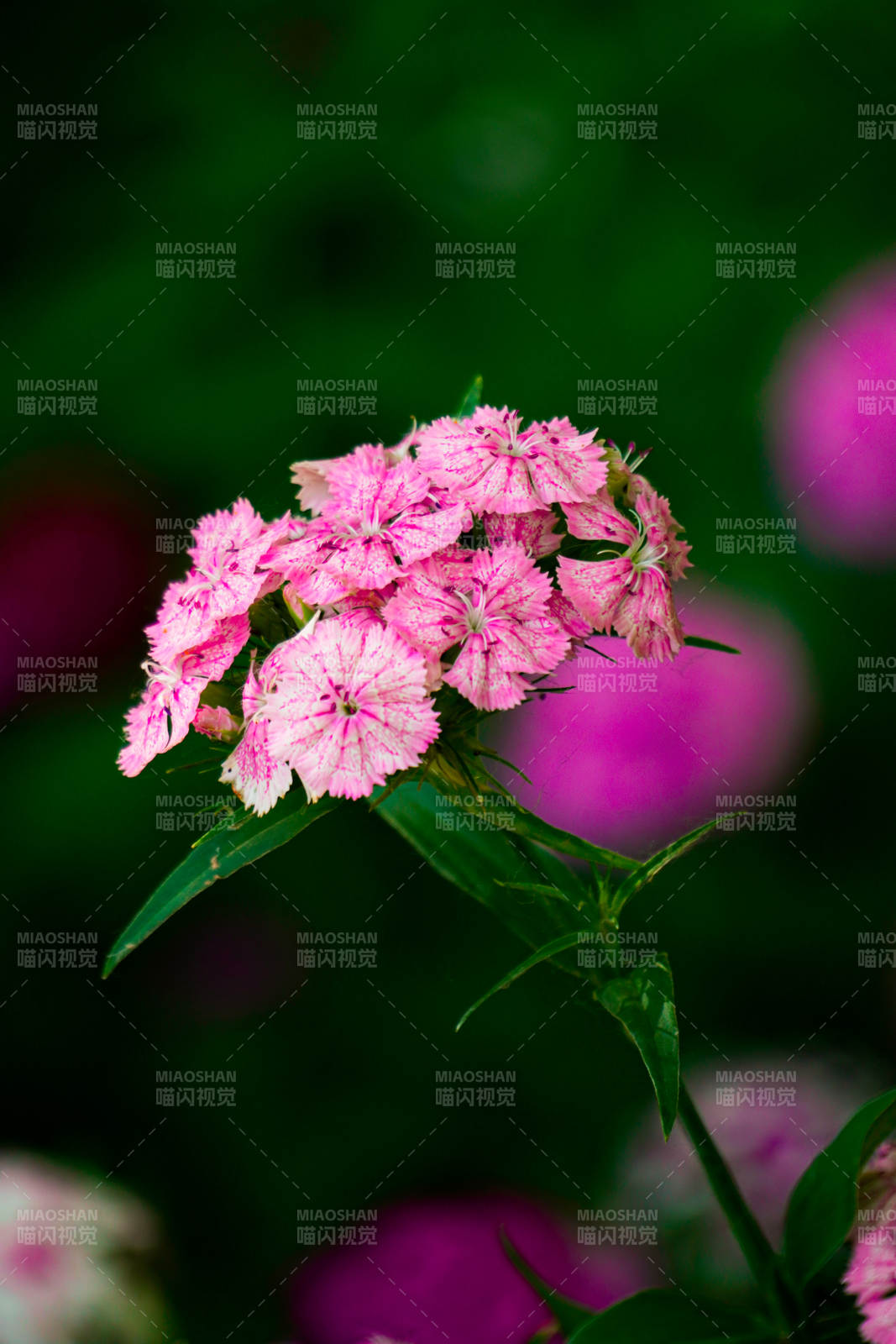 粉色花朵的美麗瞬間