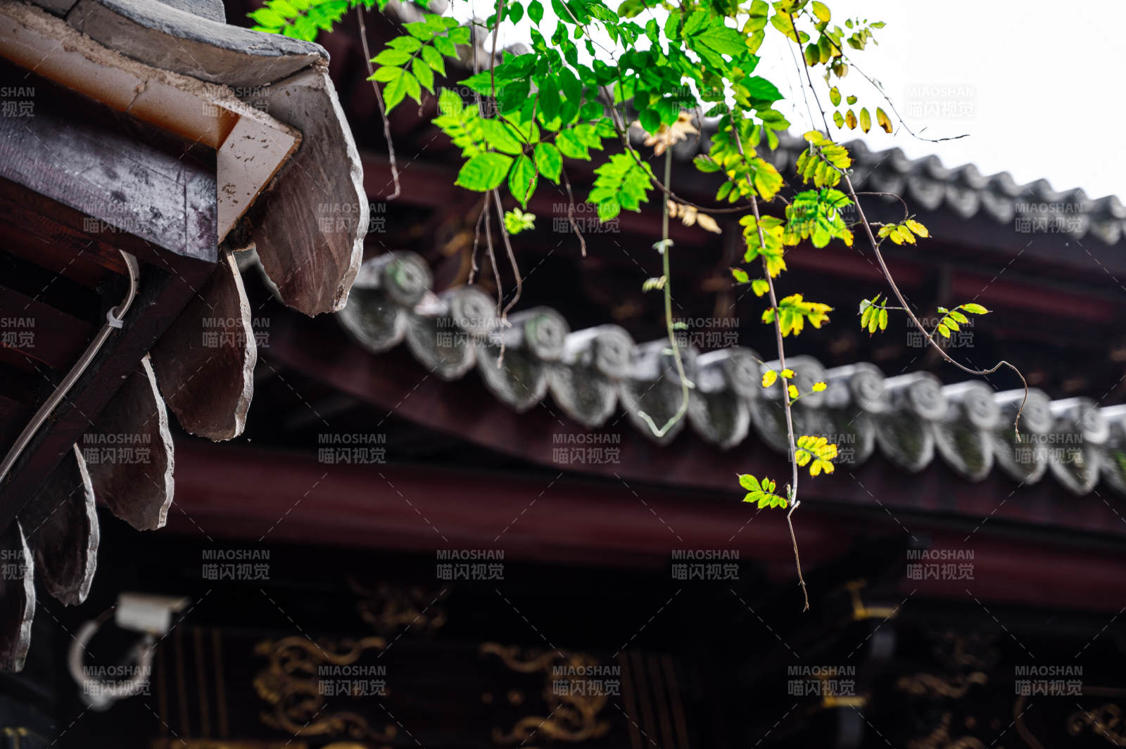 古寺屋檐下的綠葉