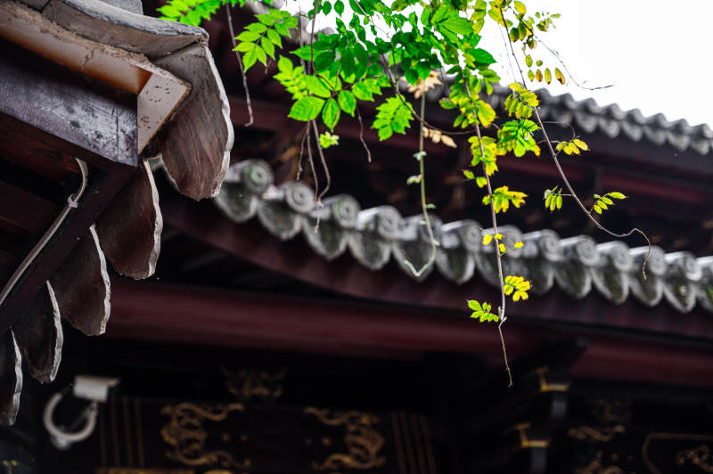 古寺屋檐下的綠葉