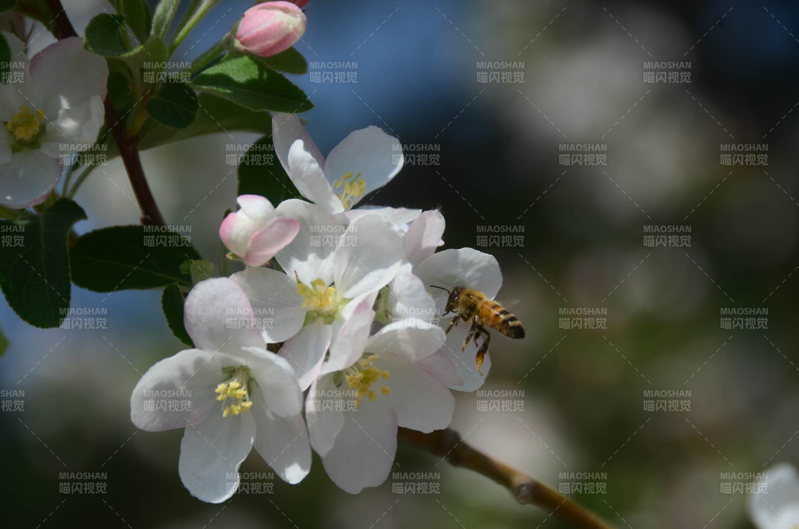 蜜蜂采蜜花間忙