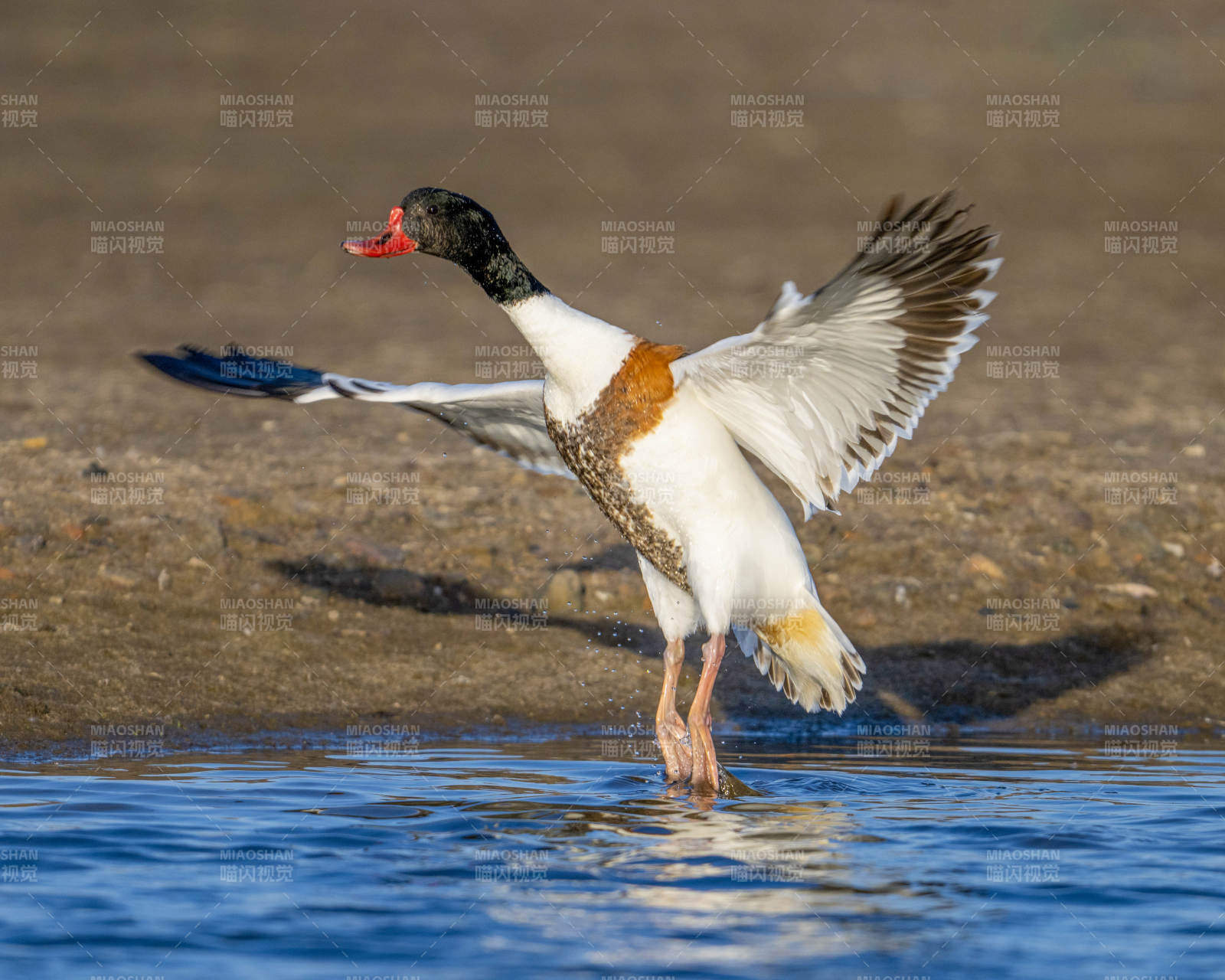展翅的水鳥