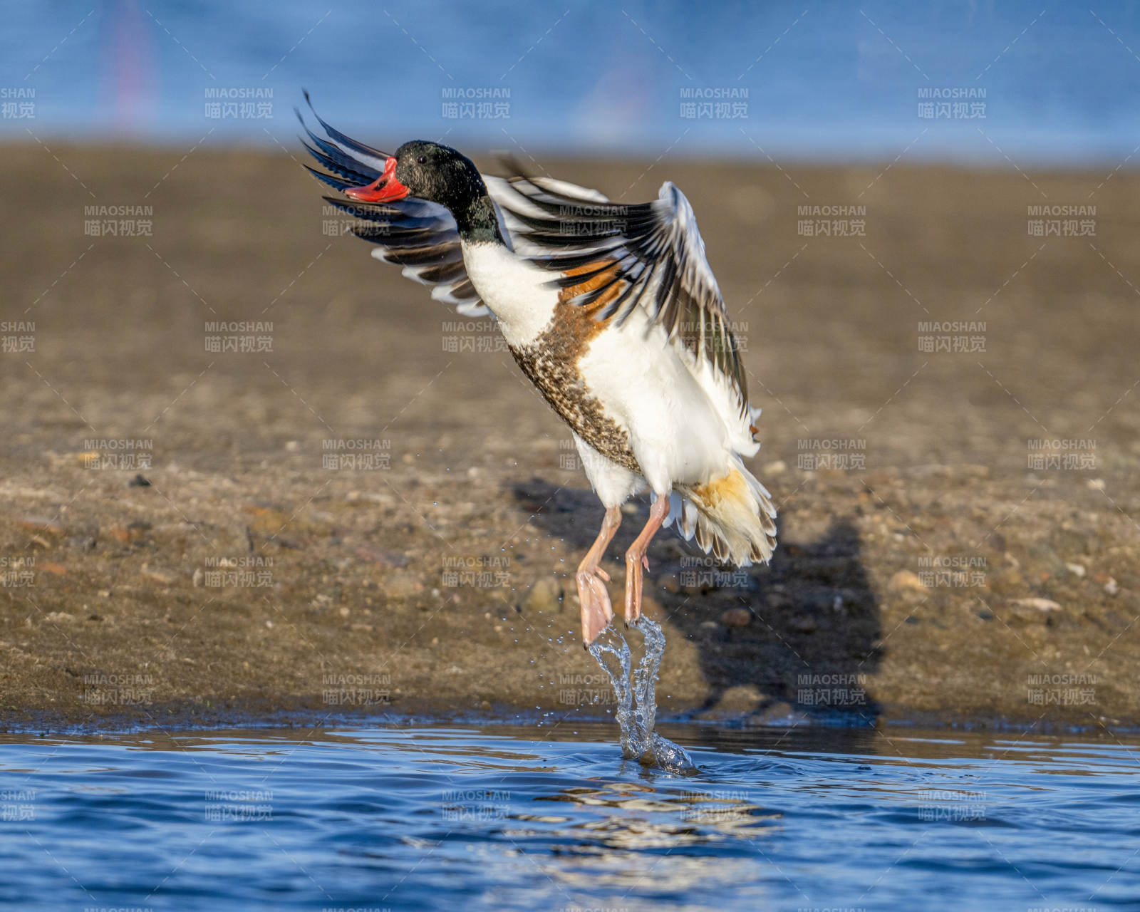 鳥兒躍出水面