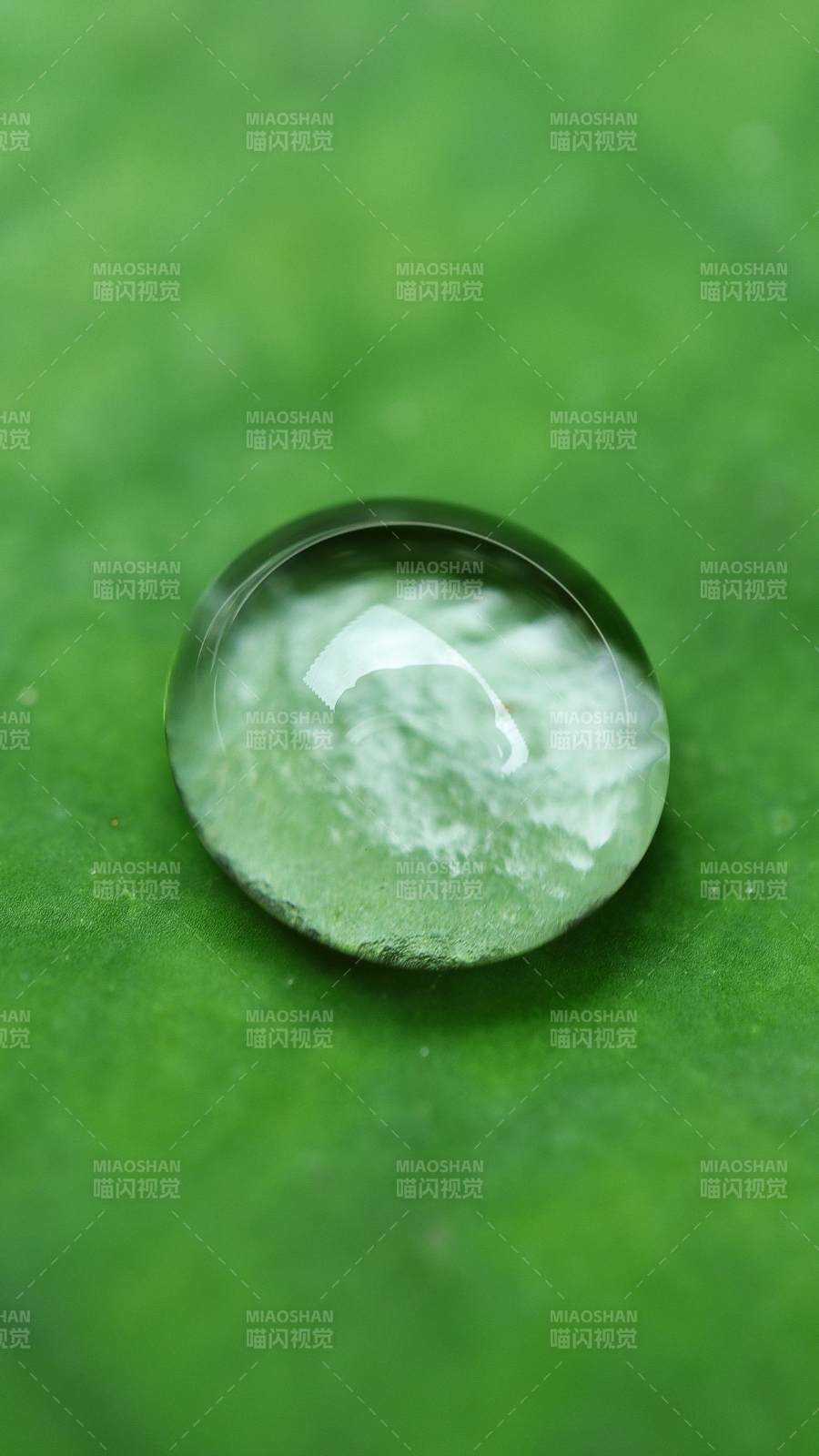 綠葉上的水滴