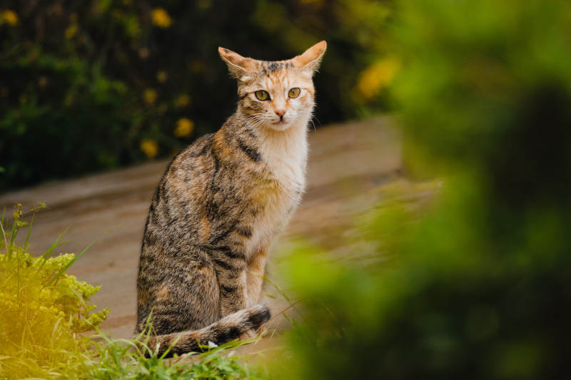 猫咪在户外的宁静时刻