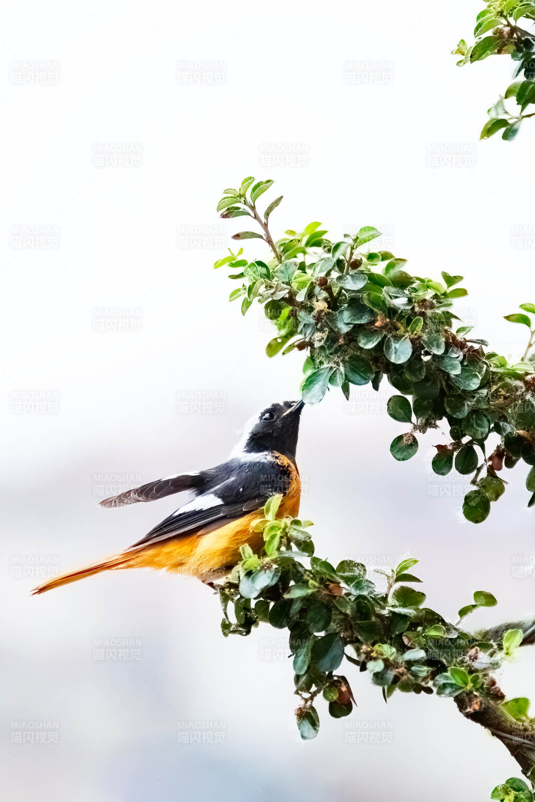 鳥(niǎo)兒棲息在綠葉間
