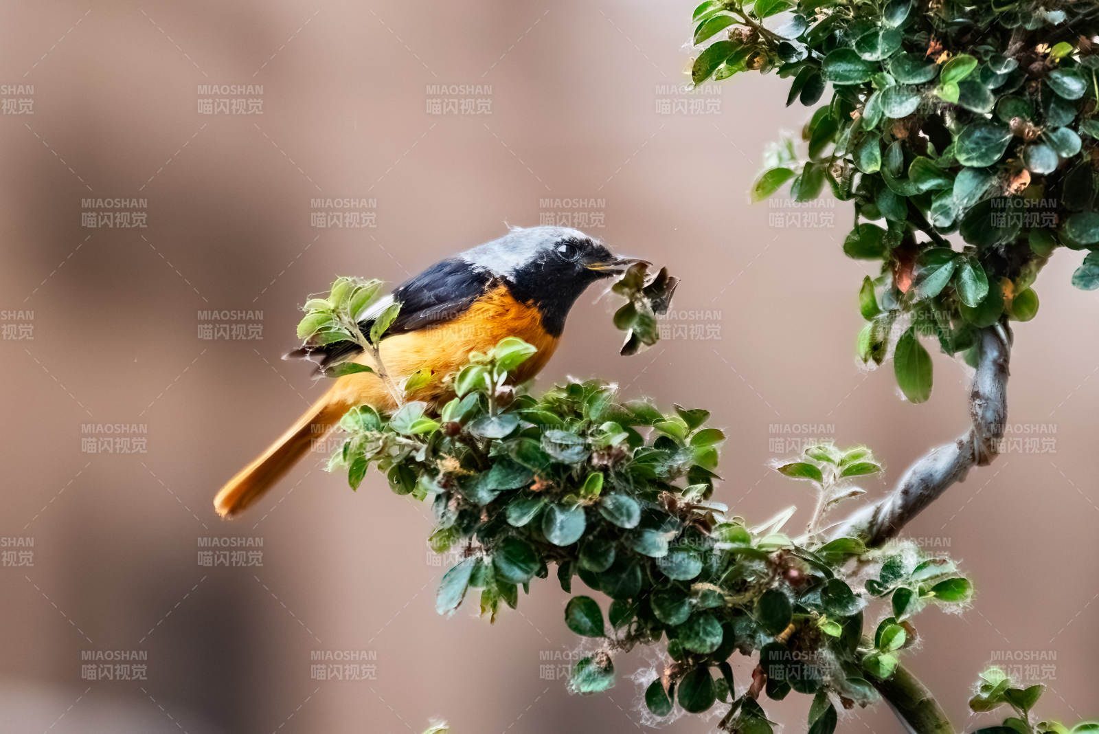 鳥(niǎo)兒棲息在綠葉枝頭