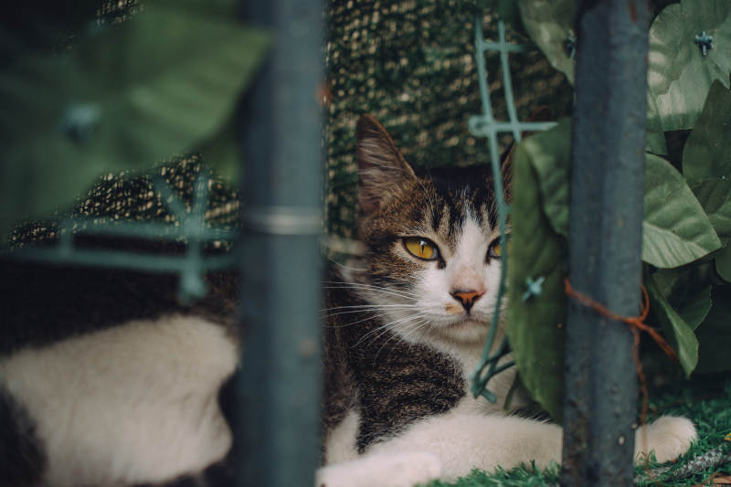猫咪藏在绿叶间