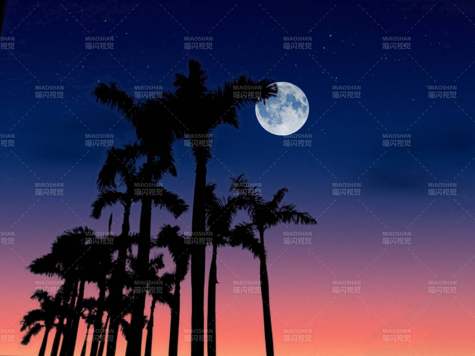 月夜下的棕櫚樹