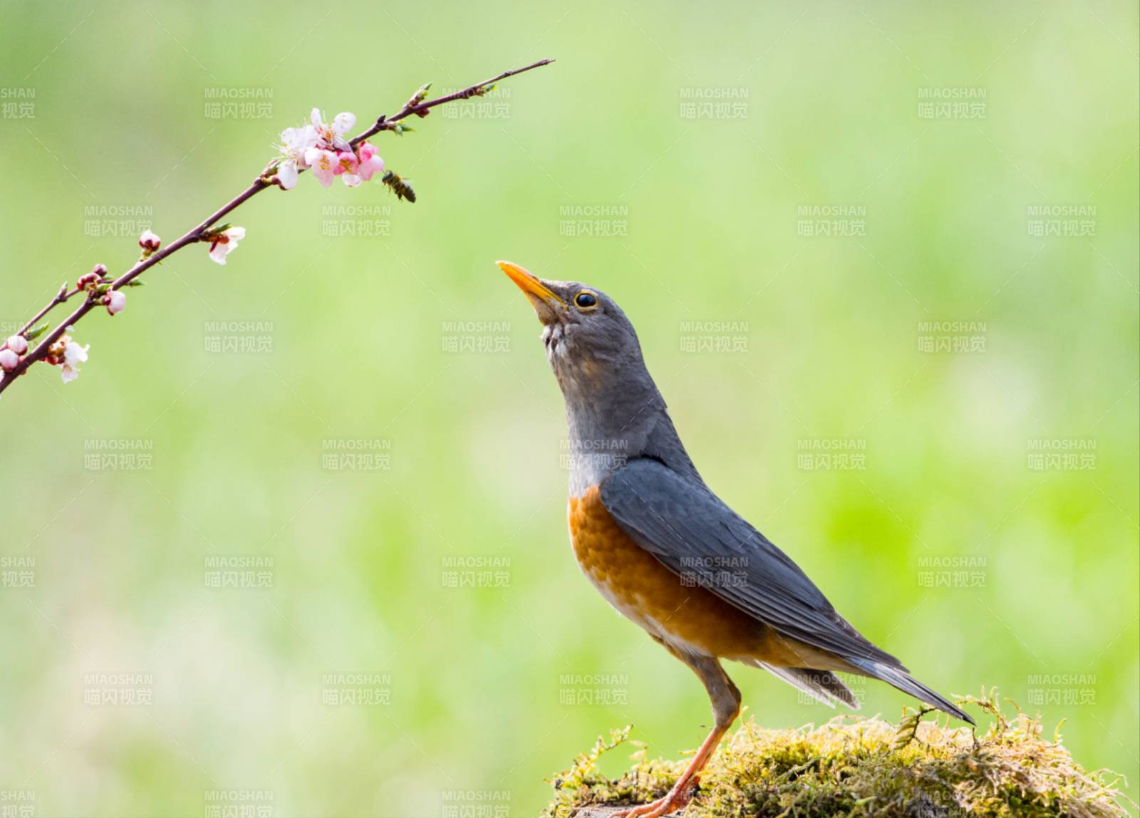 鳥鳴花開春意濃