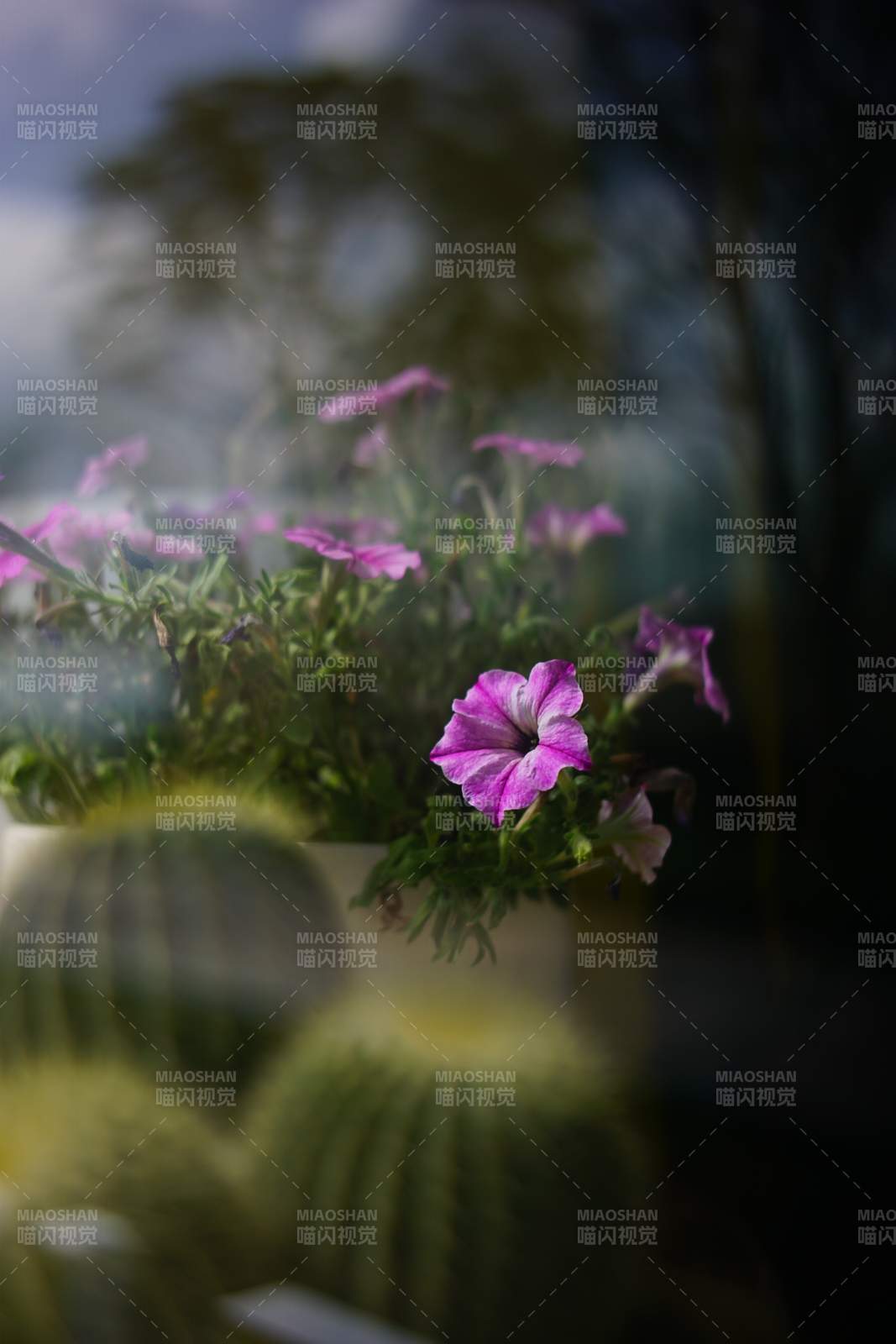 窗邊的紫色花朵