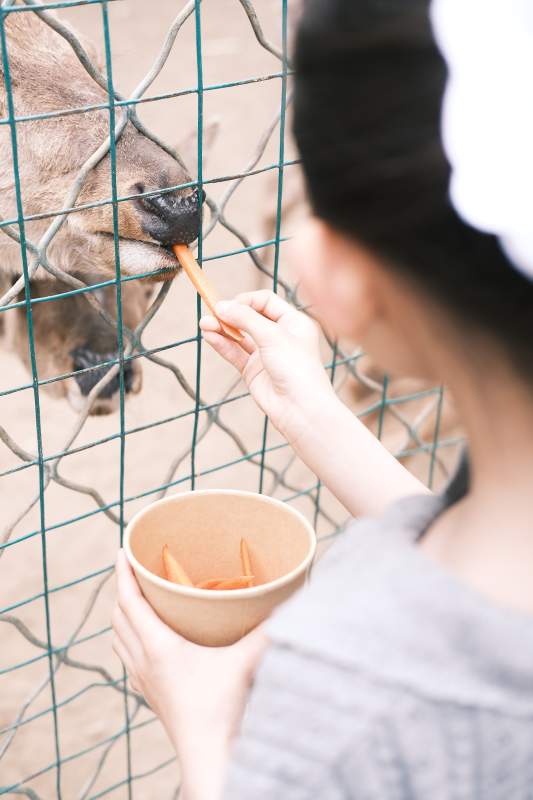 喂食動物園動物