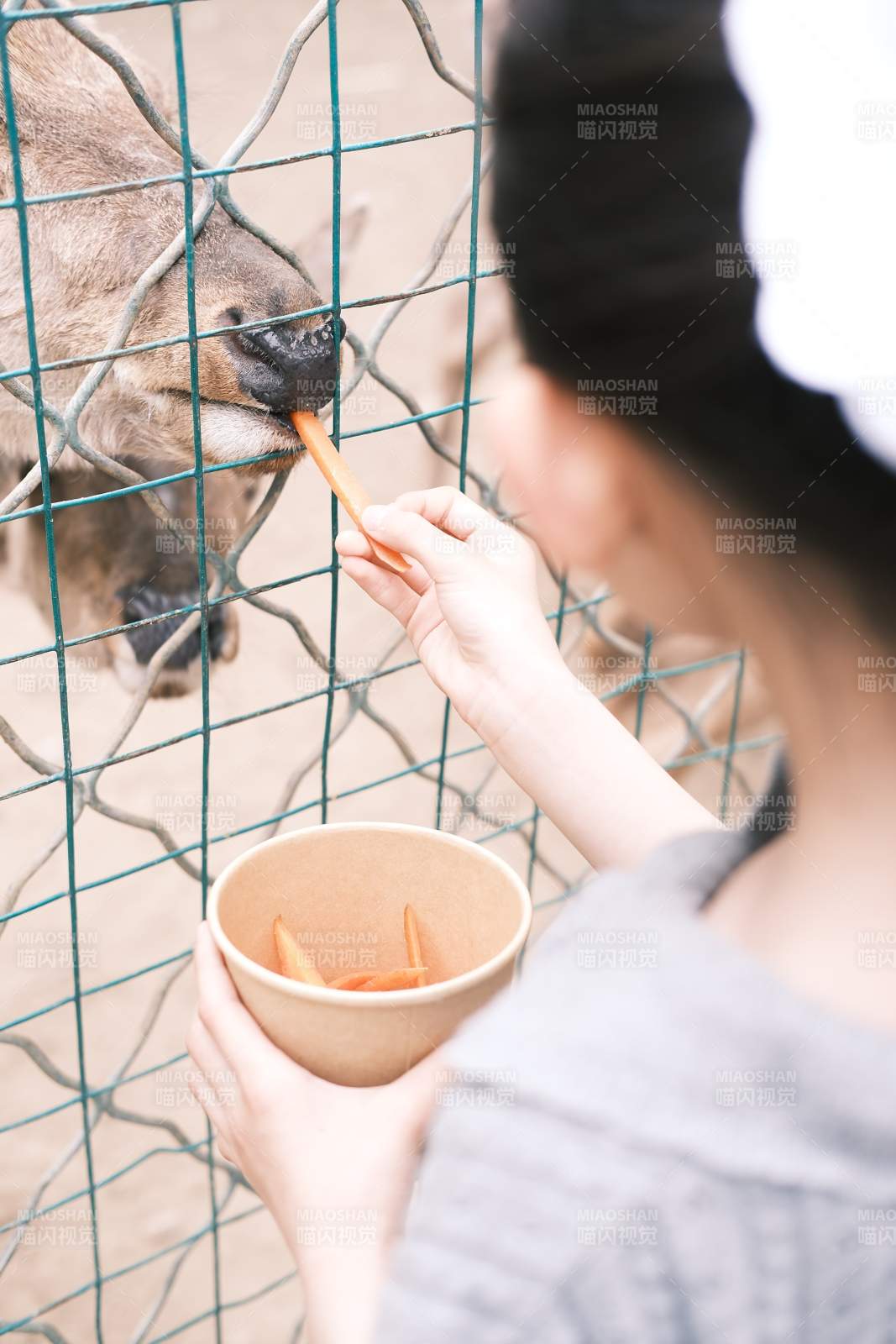 喂食動物園動物