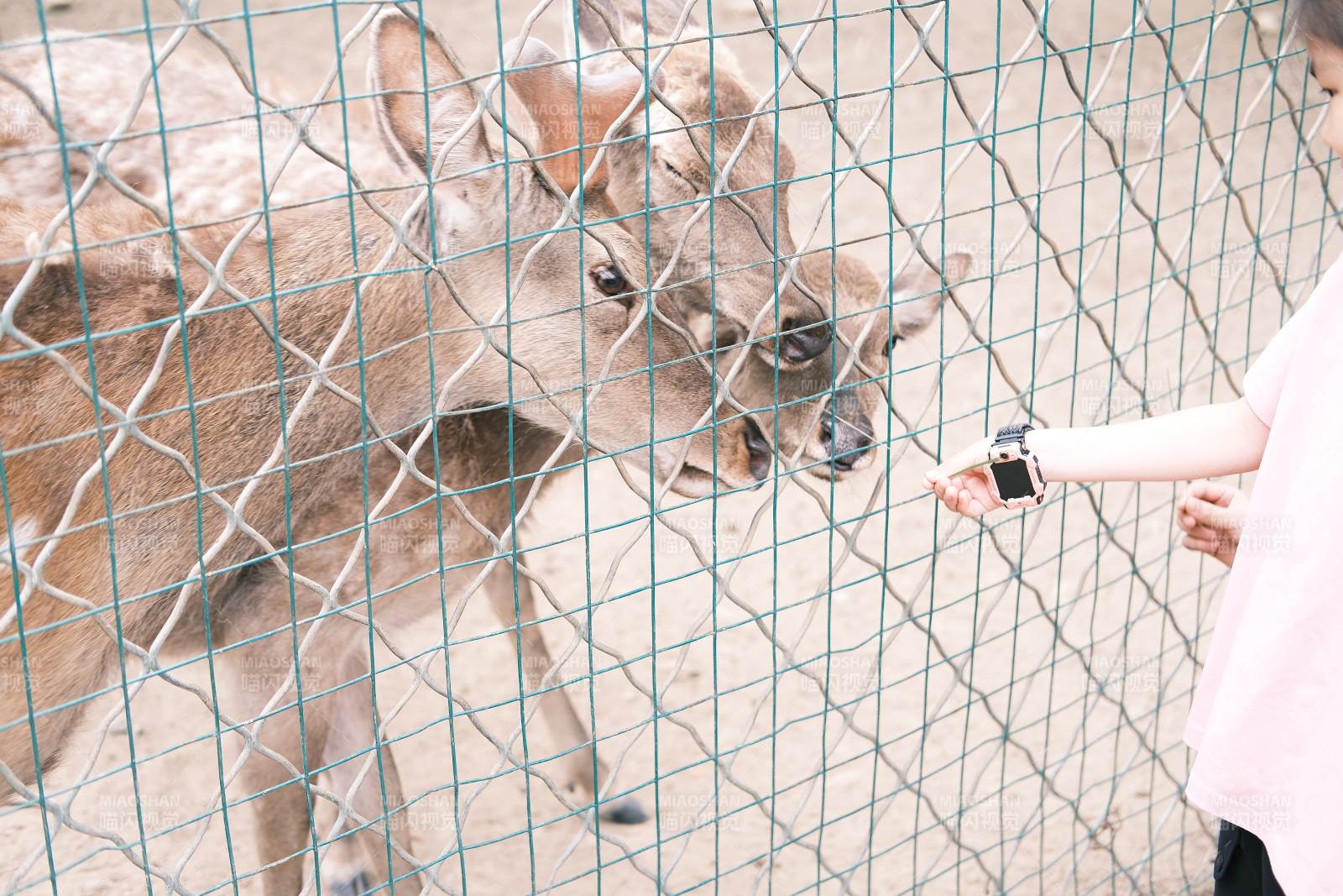 喂食小鹿