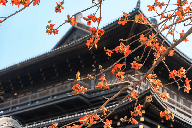 古寺春花