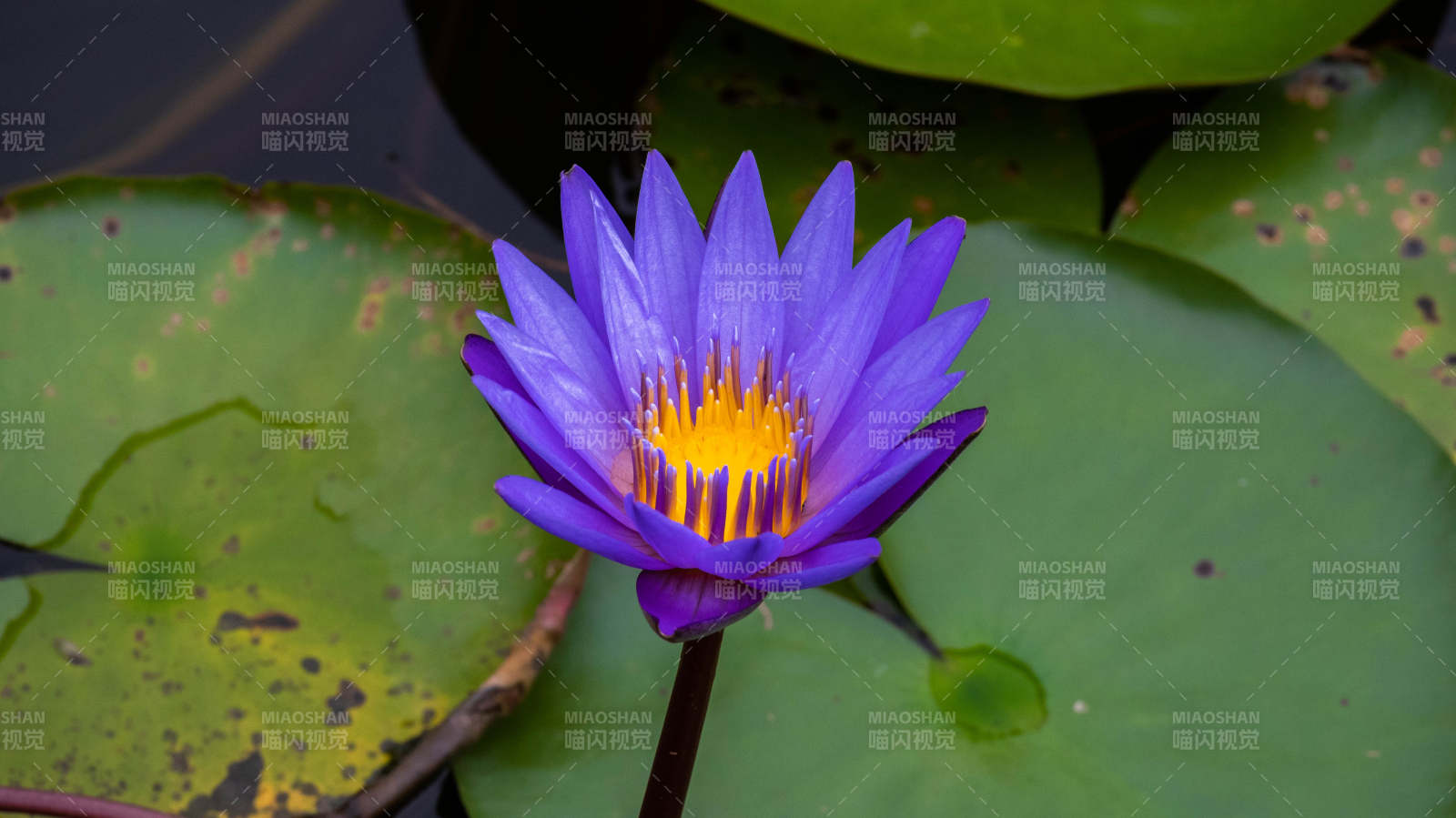 紫蓮花綻放