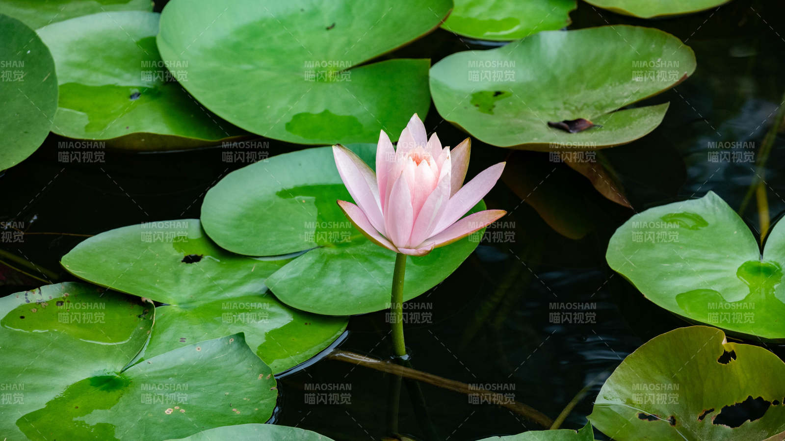 池中獨放的蓮花