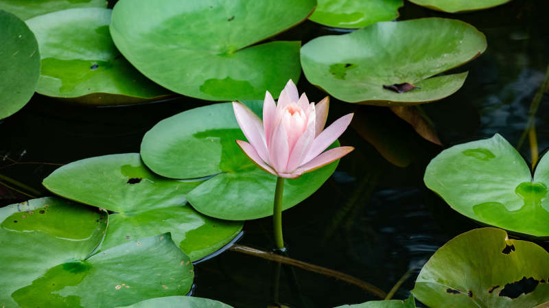 池中獨放的蓮花