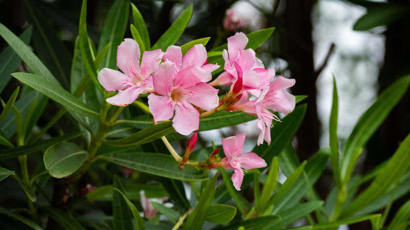 粉色花朵與綠葉
