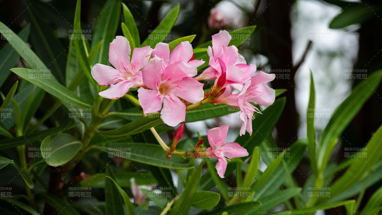 粉色花朵與綠葉