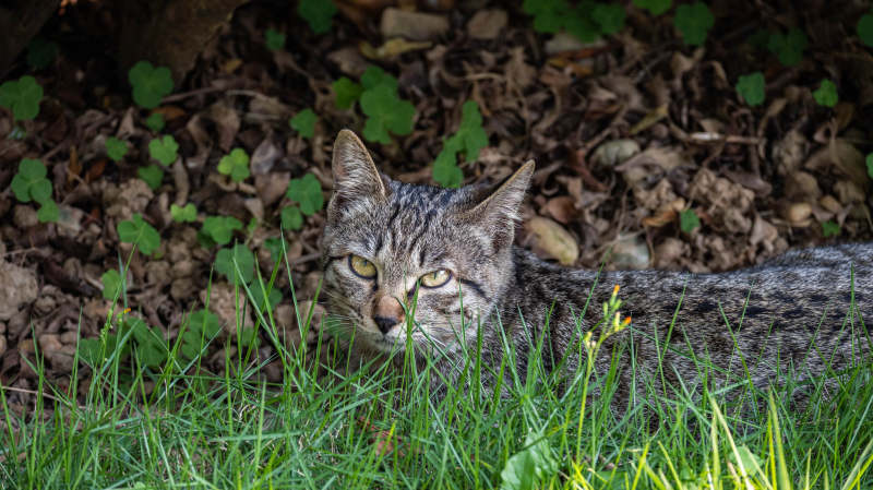 草丛中的虎斑猫