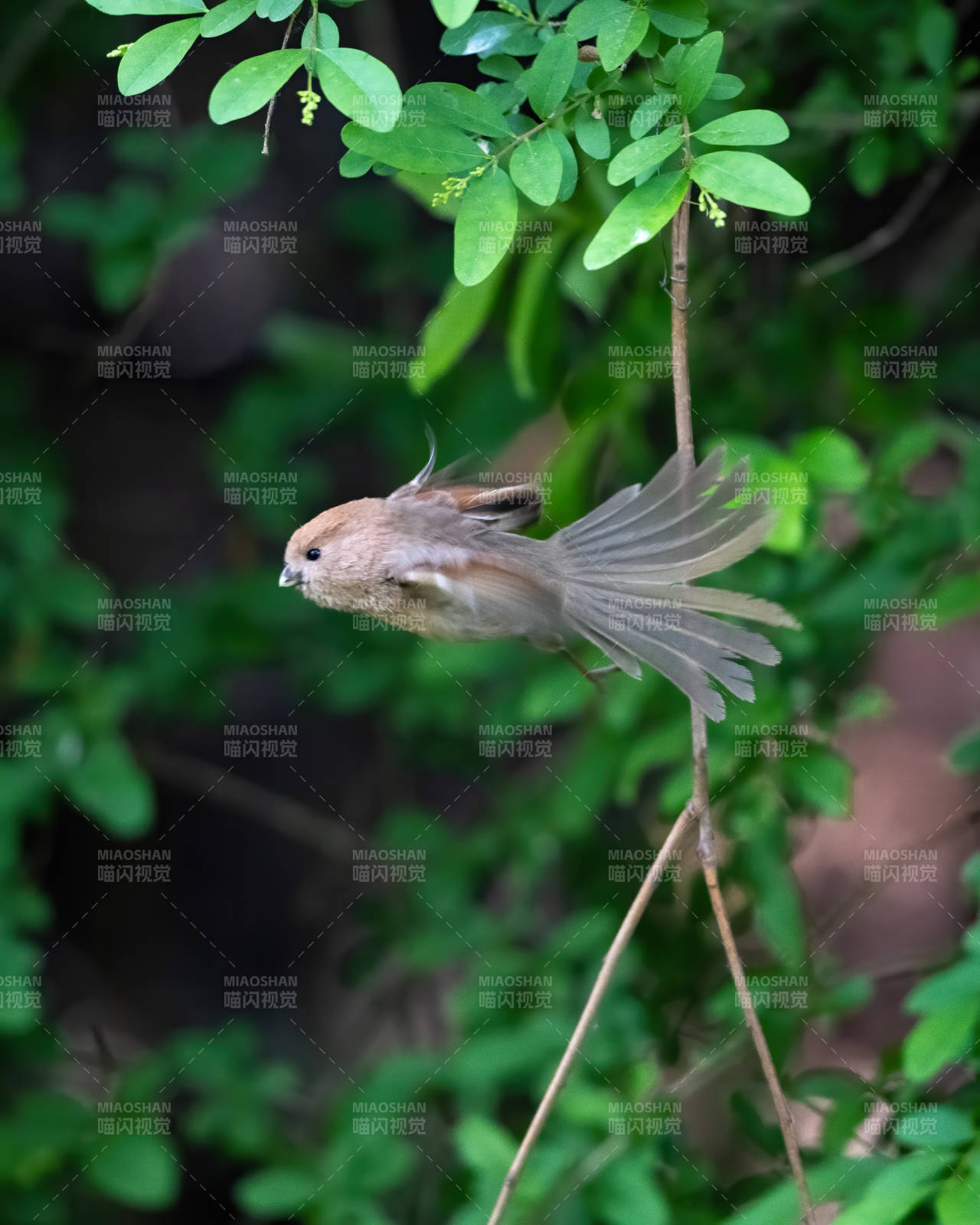 飛翔的鳥兒