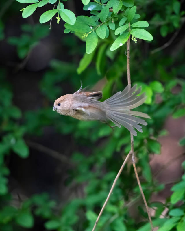 飛翔的鳥兒