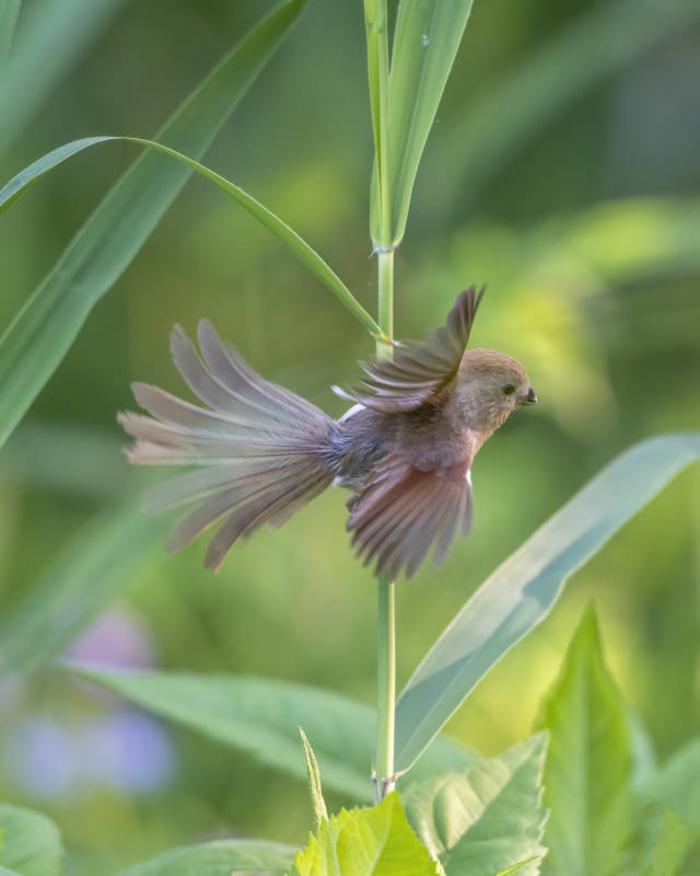 飛翔的鳥兒