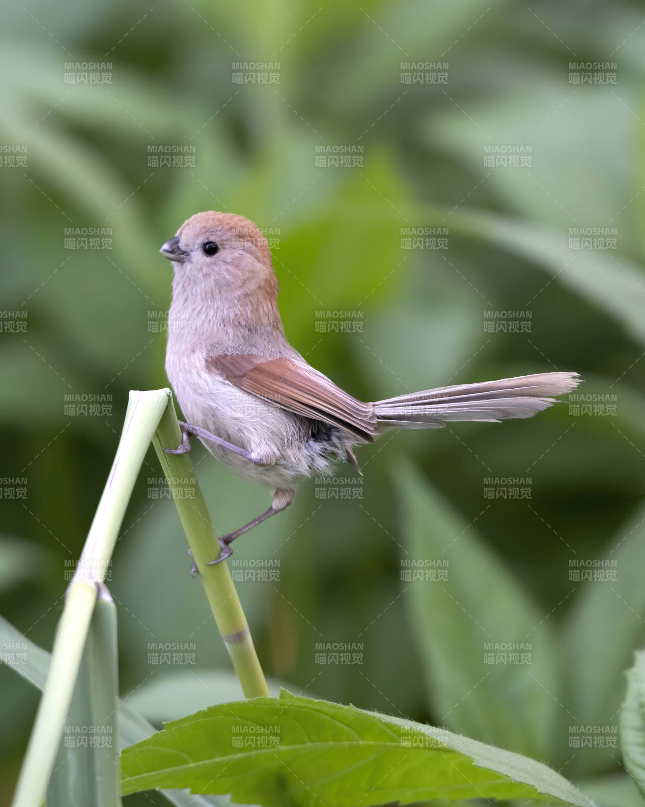 小鳥(niǎo)棲息在綠色植物上