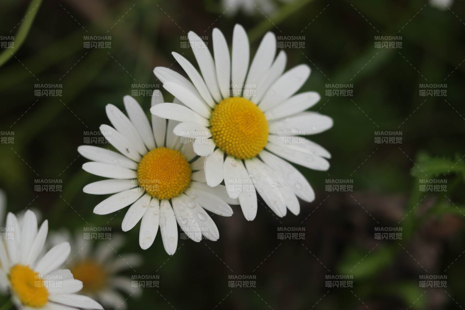 雨后雛菊