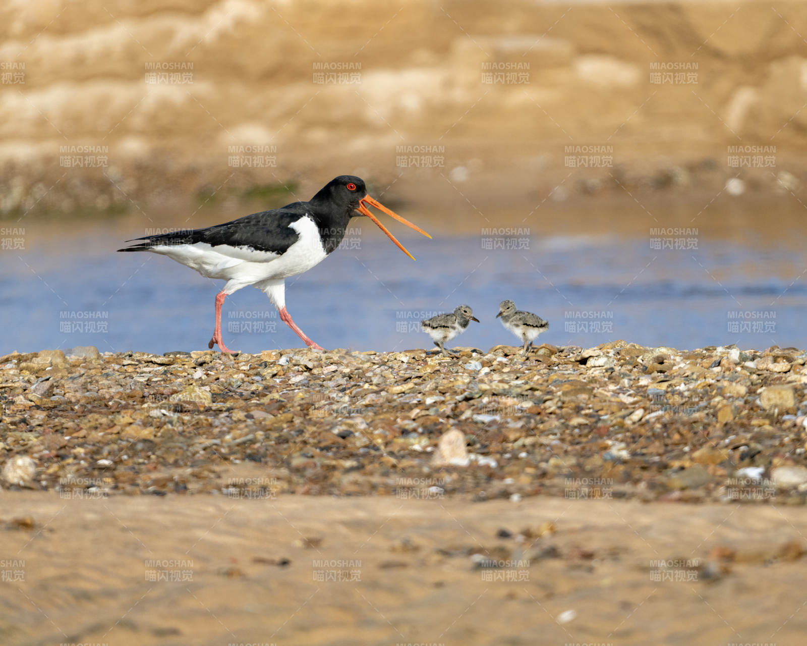 鳥(niǎo)兒與幼崽在河邊