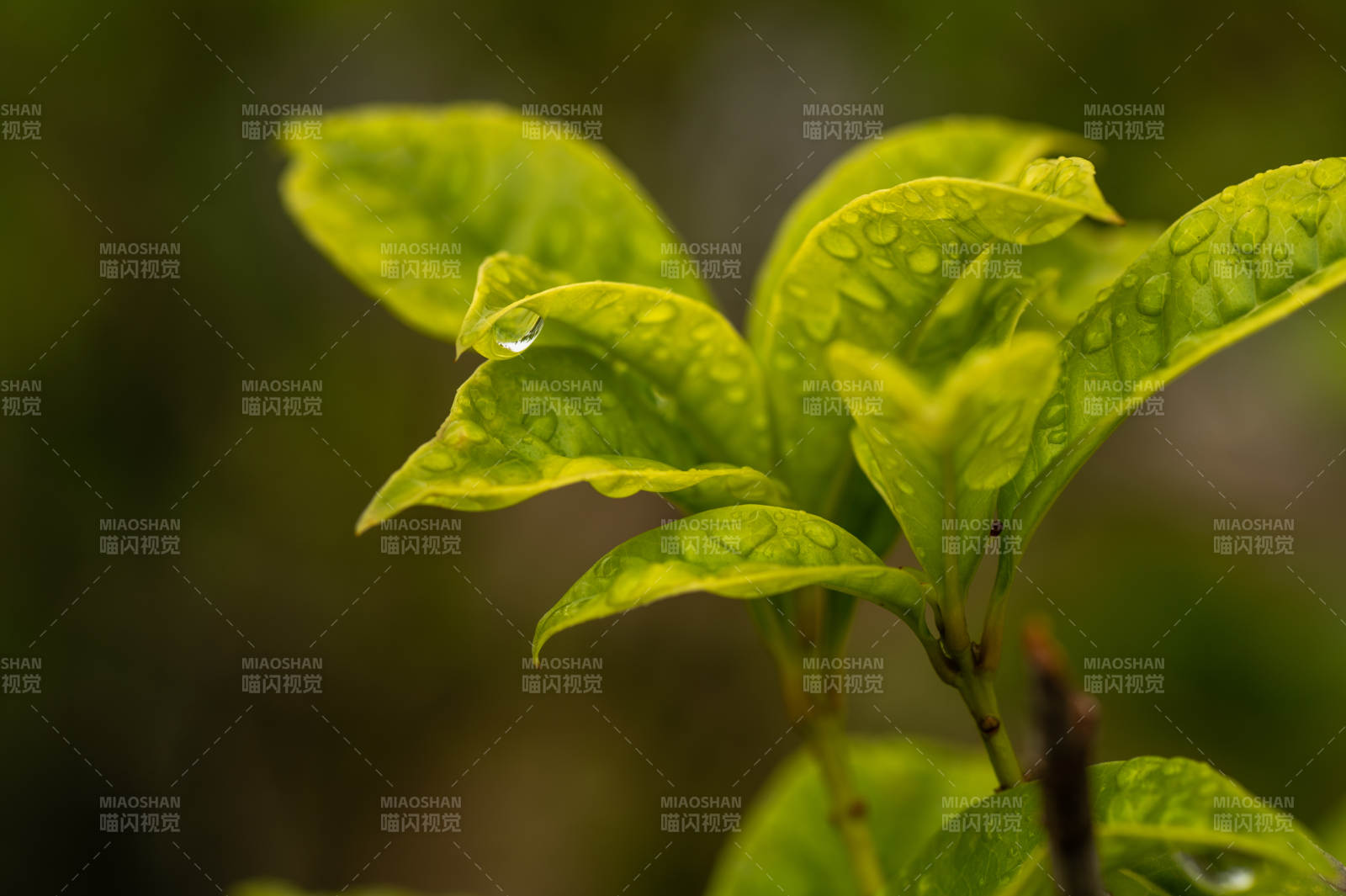 雨后綠葉