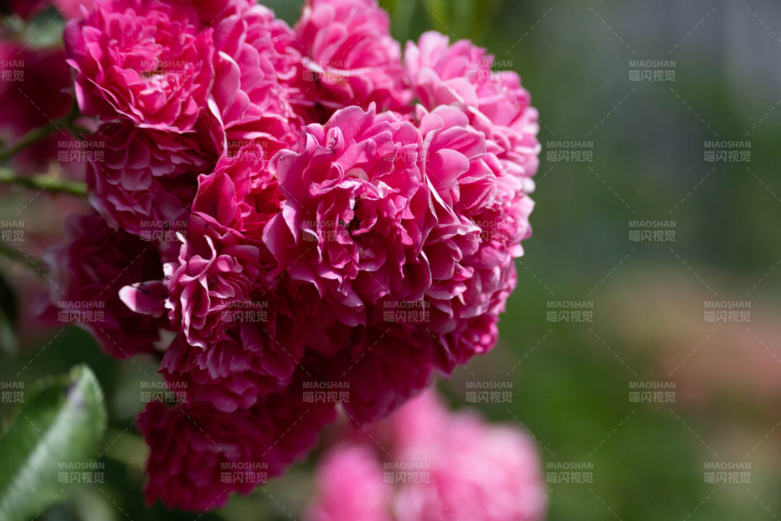 簇擁的花朵