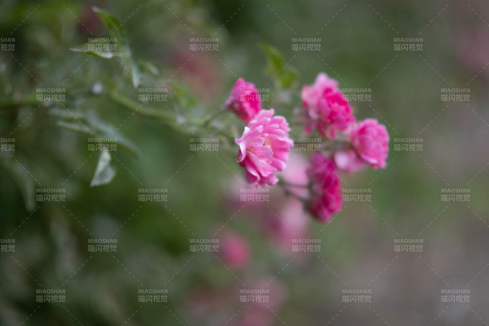粉色花朵的柔美瞬間