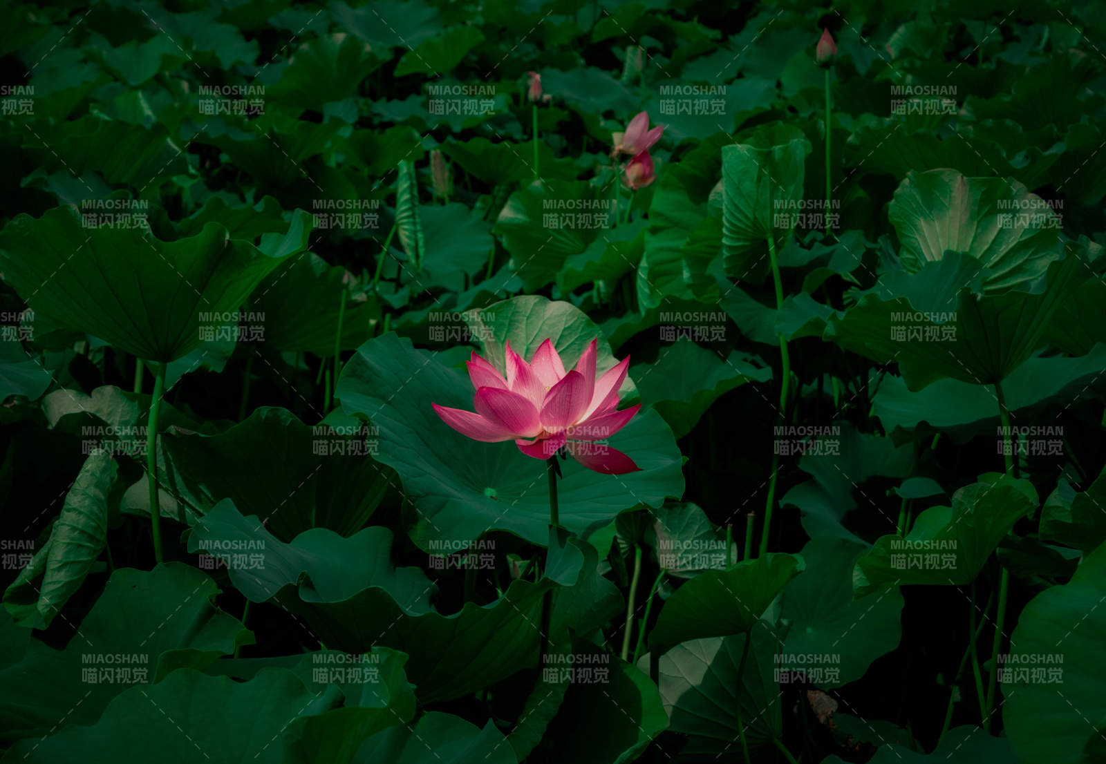 暗夜中的粉色蓮花