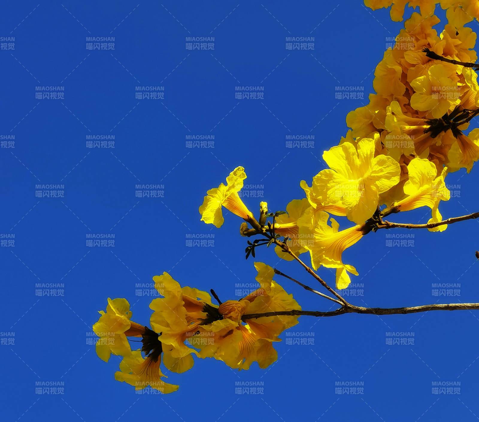 金黃花開映藍天